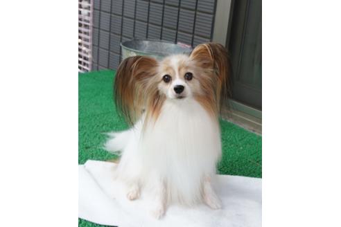 販売中のパピヨンの親犬
